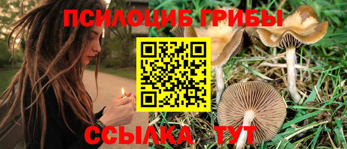 Галлюциногенные грибы Psilocybe  Волгодонск 